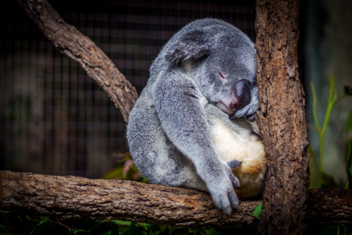 Koala 1152x768. PC wallpaper, tapeta na plochu, pozad pro Windows 8