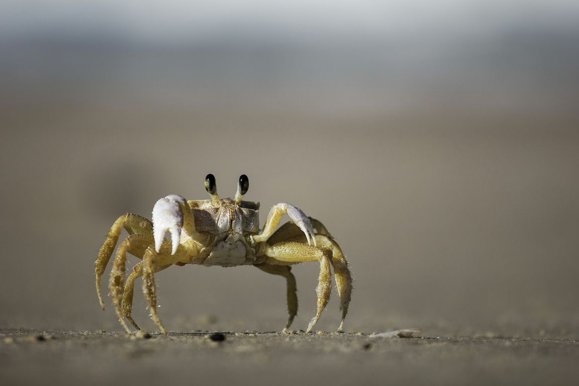 Tapeta na plochu Krab, 1152x768. Obrzek, wallpaper, pozad zdarma