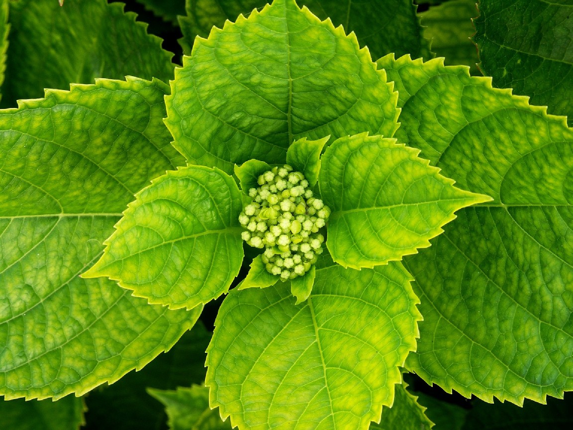 Hortensie | 1152x864. Pozad na PC, wallpaper, tapeta, obrzek na plochu monitoru, displeje