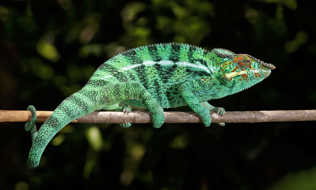 Chameleon 1280x768.  Tapeta, tapetka, wallpaper, pozad, wallpaper na plochu
