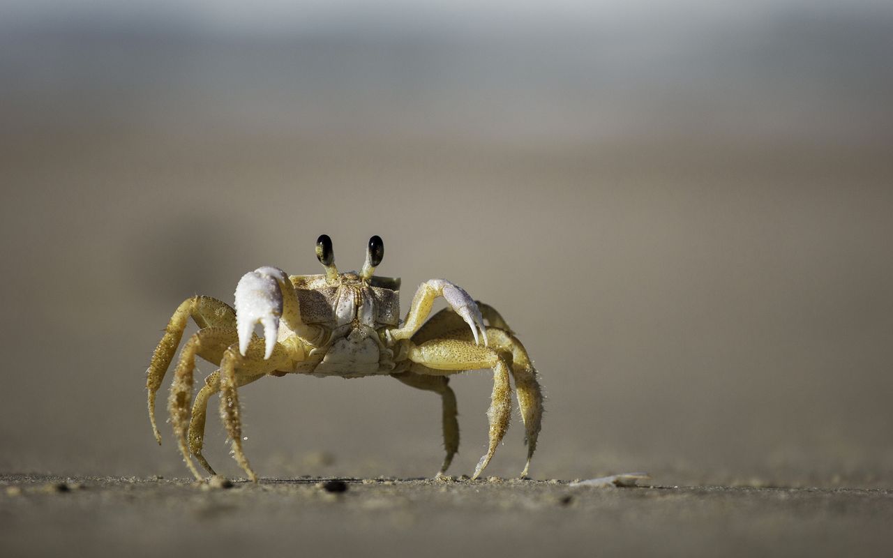 Wallpaper, tapeta Krab v 1280x800 na plochu zdarma ke sthnut