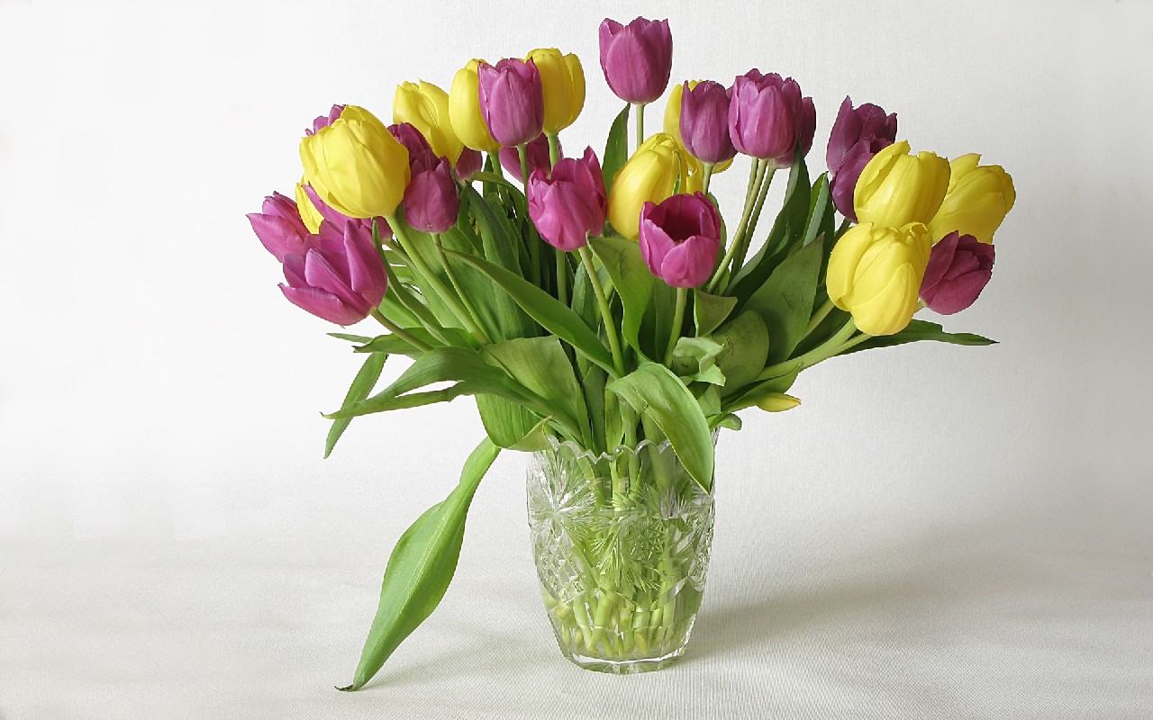 Pozad Tulipny 1280x800. Potaov tapeta na plochu. Wallpaper, obrzek zdarma