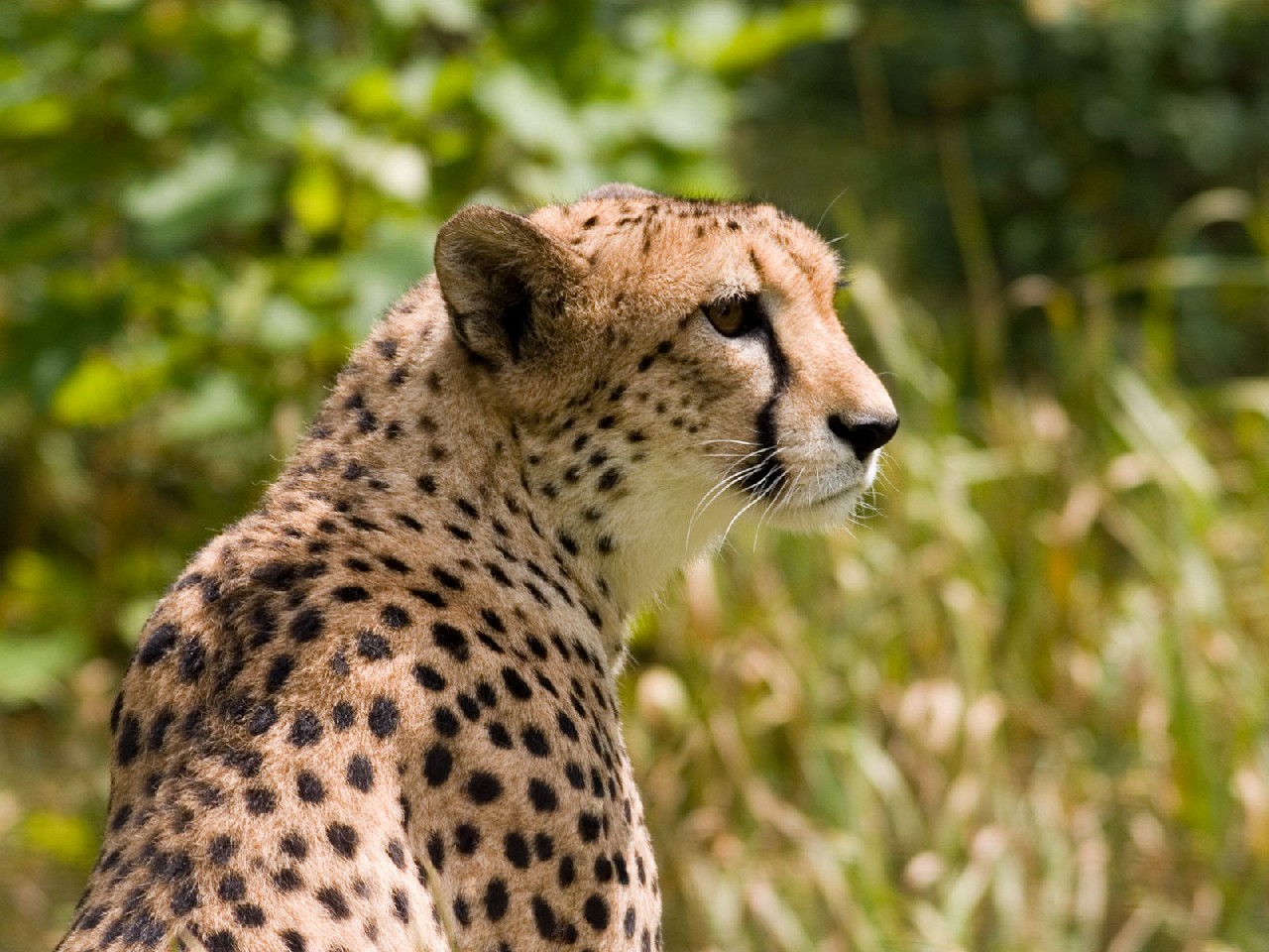 Gepard 1280x960. Obrázek, tapeta na plochu PC ke stáhnutí