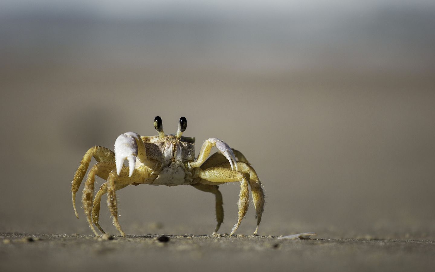 Krab 1440x900. Obrzek, tapeta na plochu PC ke sthnut