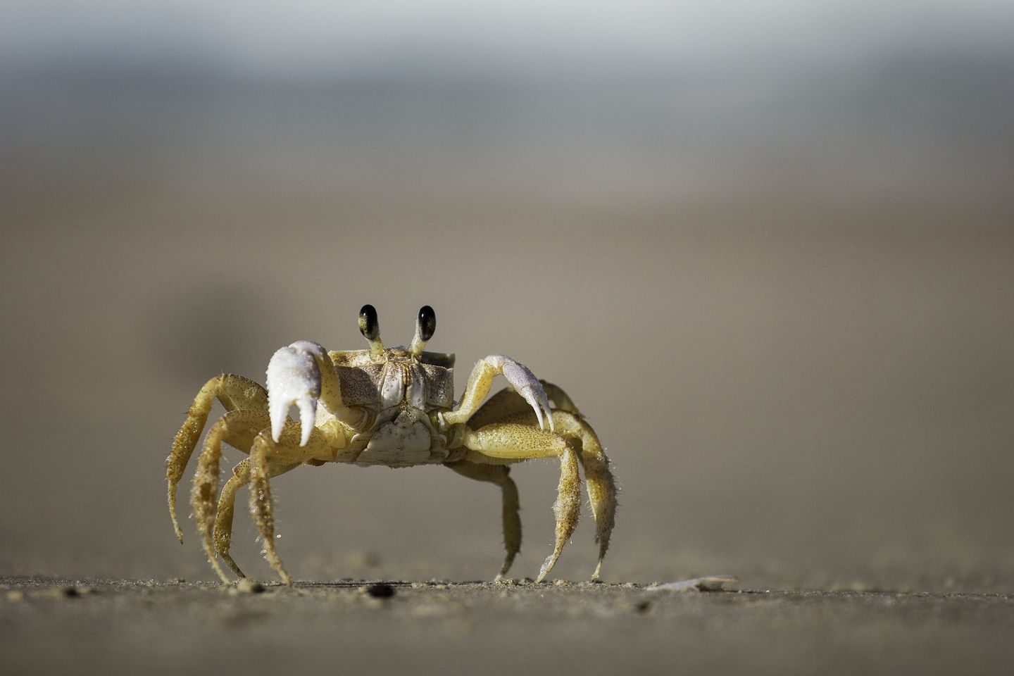 Krab 1440x960. Wallpaper, pozad, tapeta na plochu PC