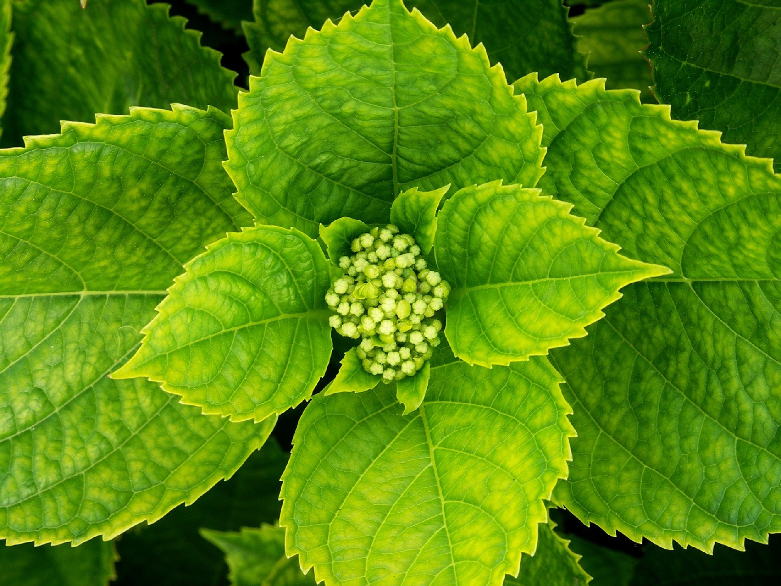 Hortensie 1600x1200. Tapeta na plochu Windows, Obrzek, wallpaper pro Linux