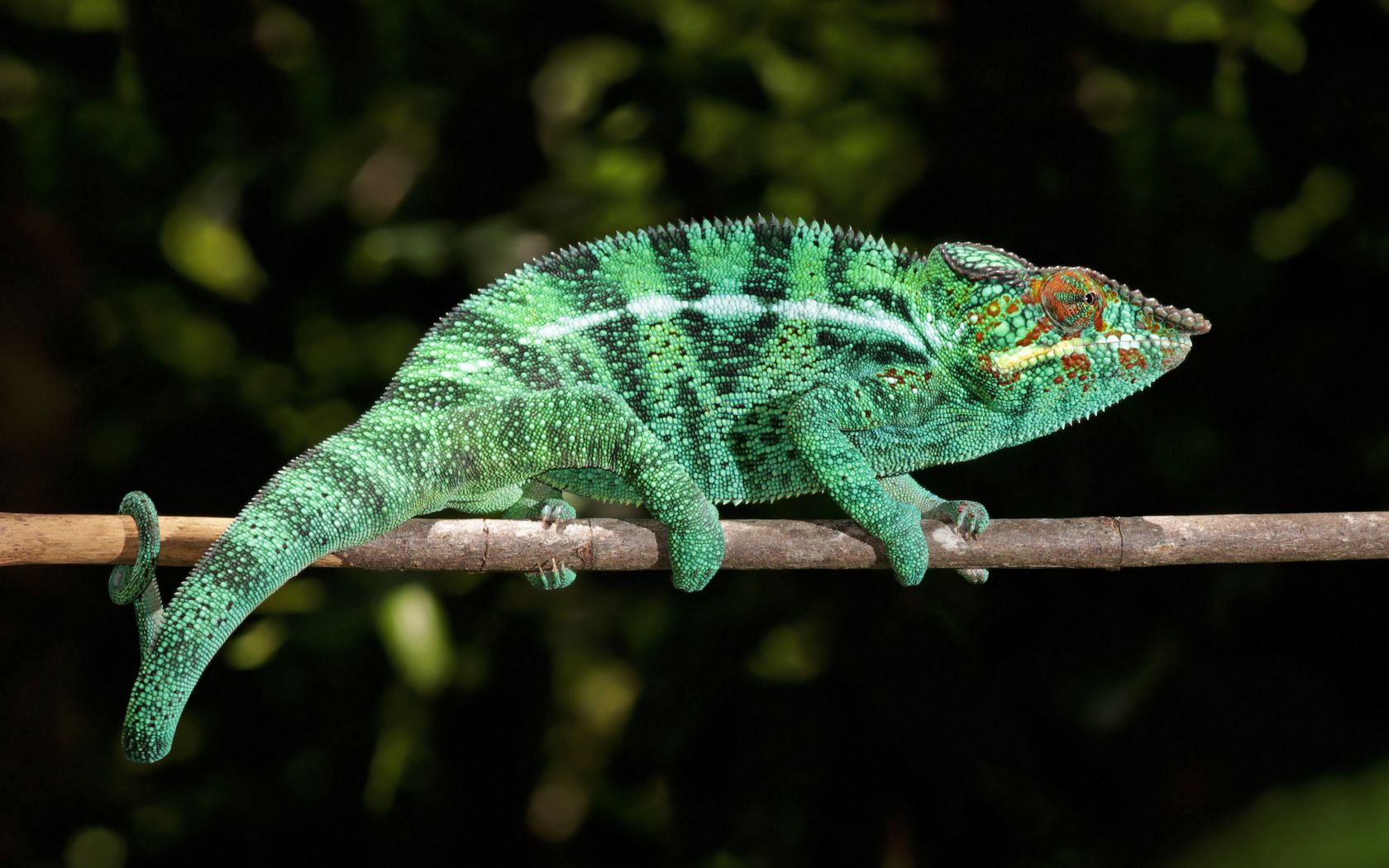 Tapeta Chameleon - 1680x1050. Obrzek, wallpaper na plochu PC, tabletu, mobilu