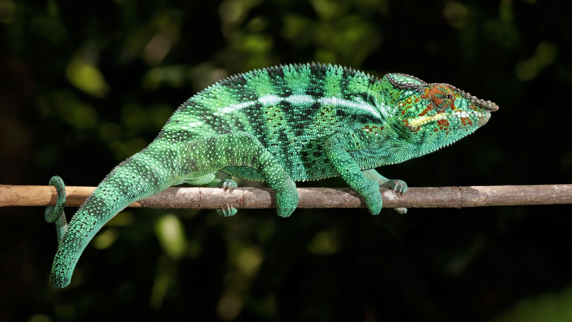 Chameleon 1920x1080. Potaov tapeta, wallpaper, obrzek zdarma na plochu Windows