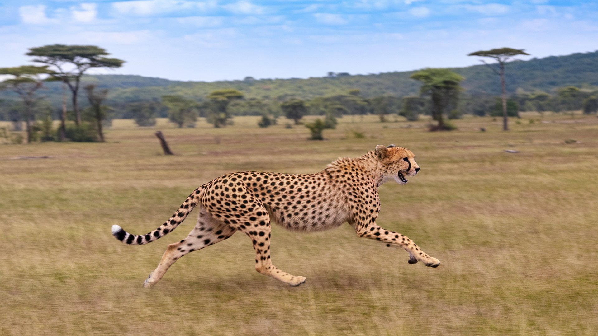 Gepard 1920x1080. PC wallpaper, tapeta na plochu, pozad pro Windows 8