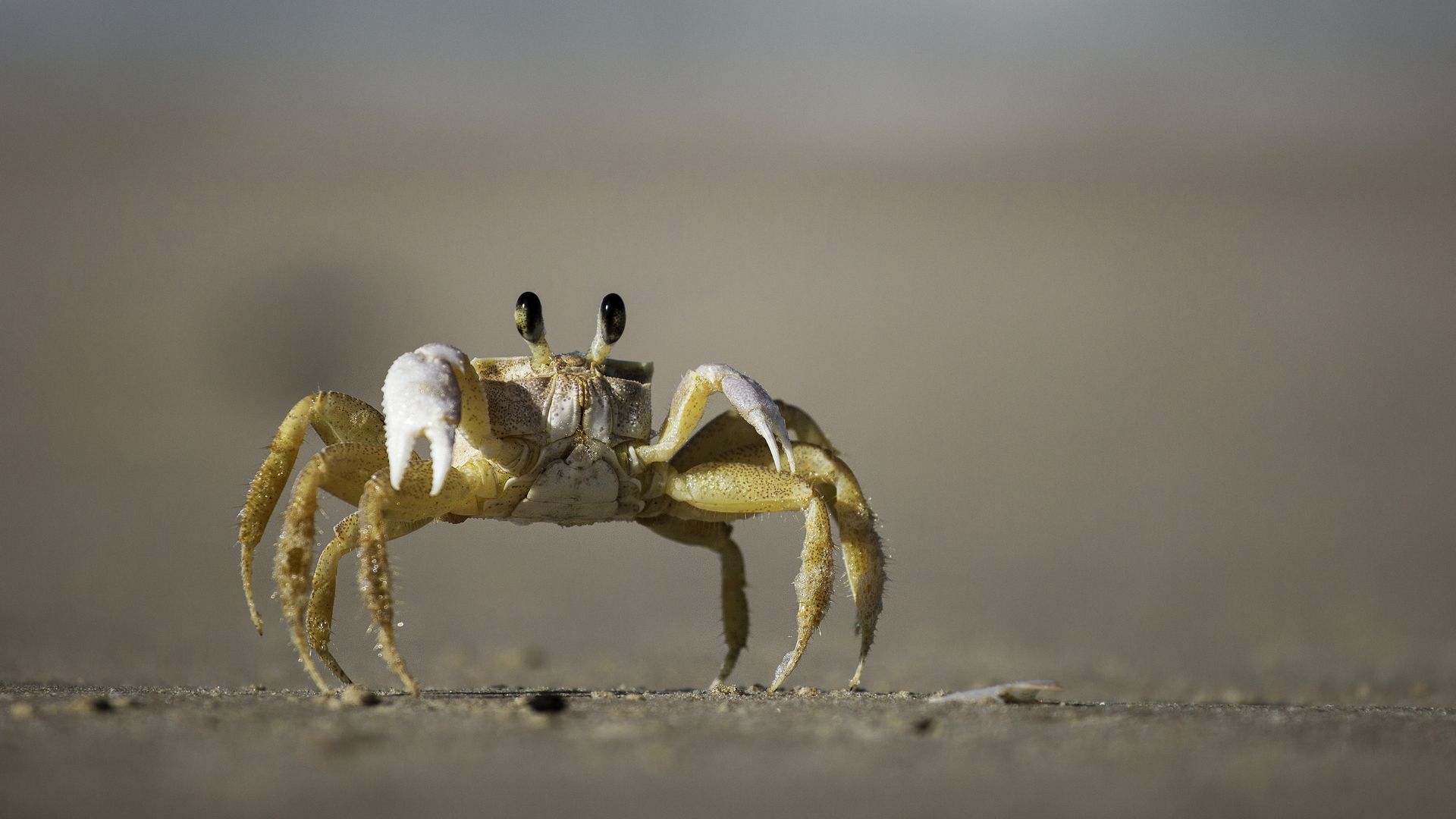 Krab 1920x1080. Tapeta na plochu Windows, Obrzek, wallpaper pro Linux