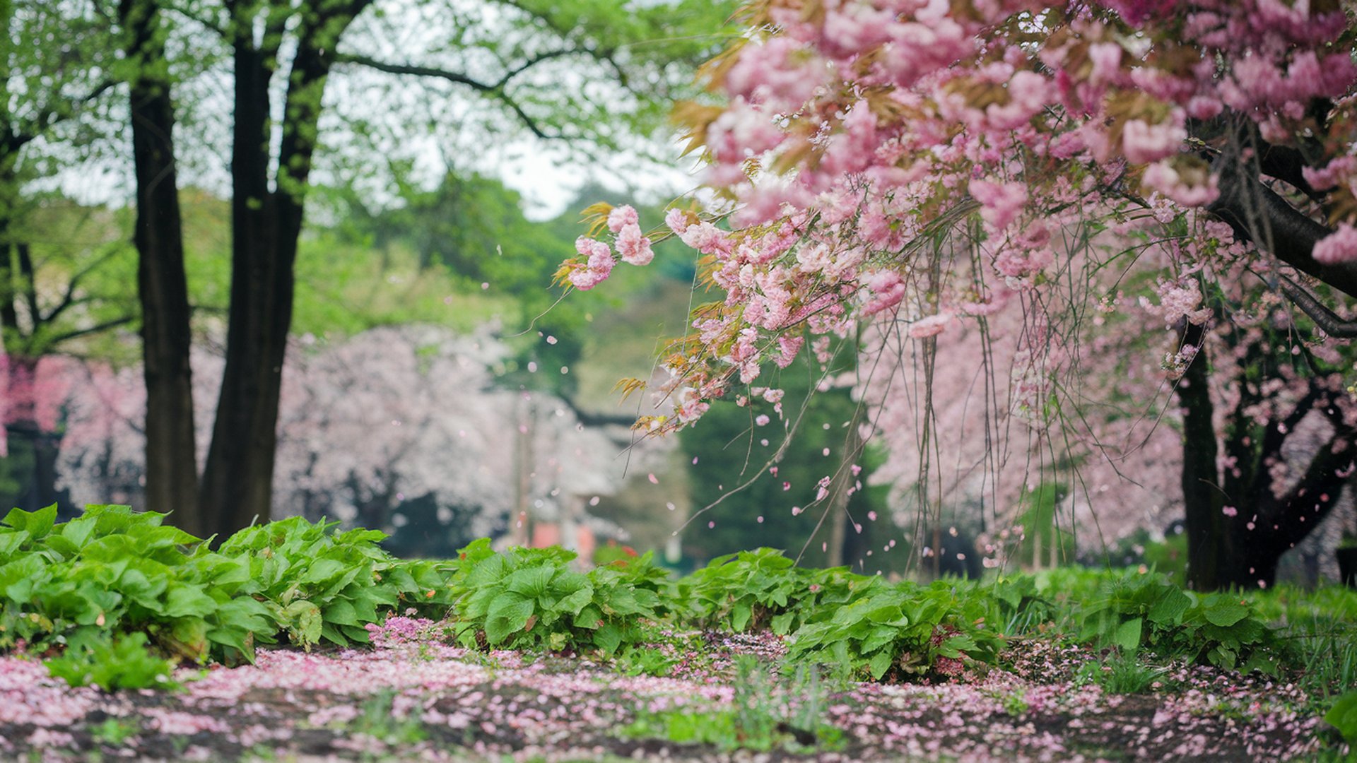 Tapeta Sakura - 1920x1080. Obrzek, wallpaper na plochu PC, tabletu, mobilu