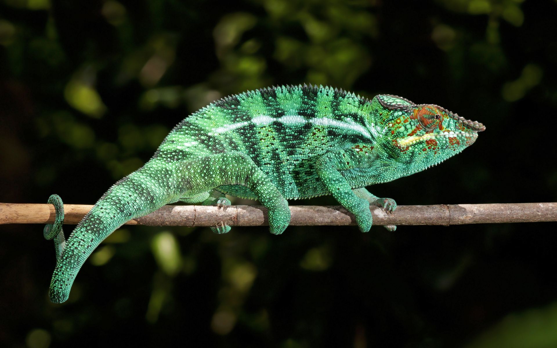 Chameleon 1920x1200. Potaov tapeta, wallpaper, obrzek zdarma na plochu Windows