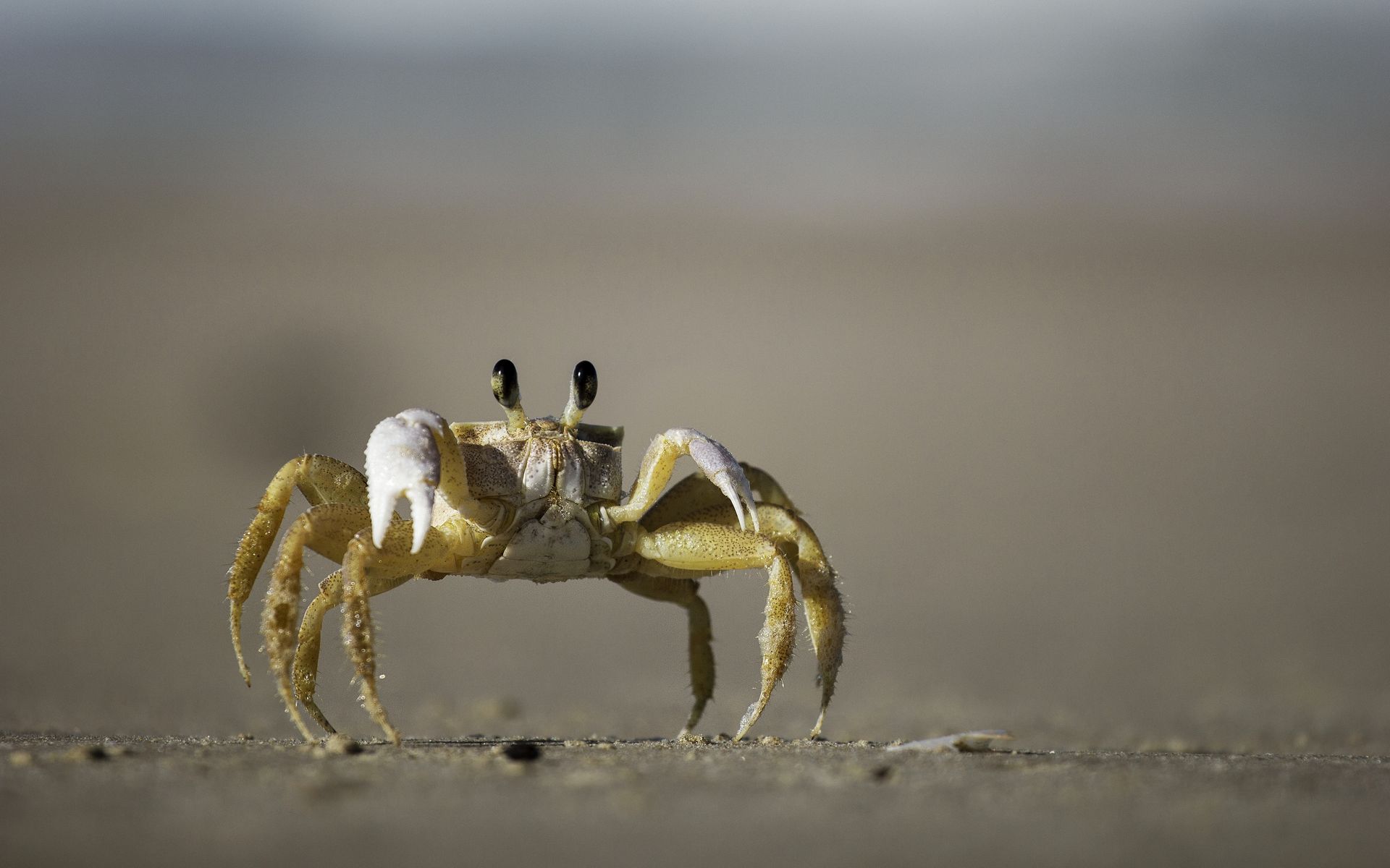 Krab 1920x1200. PC wallpaper, tapeta na plochu, pozad pro Windows 8