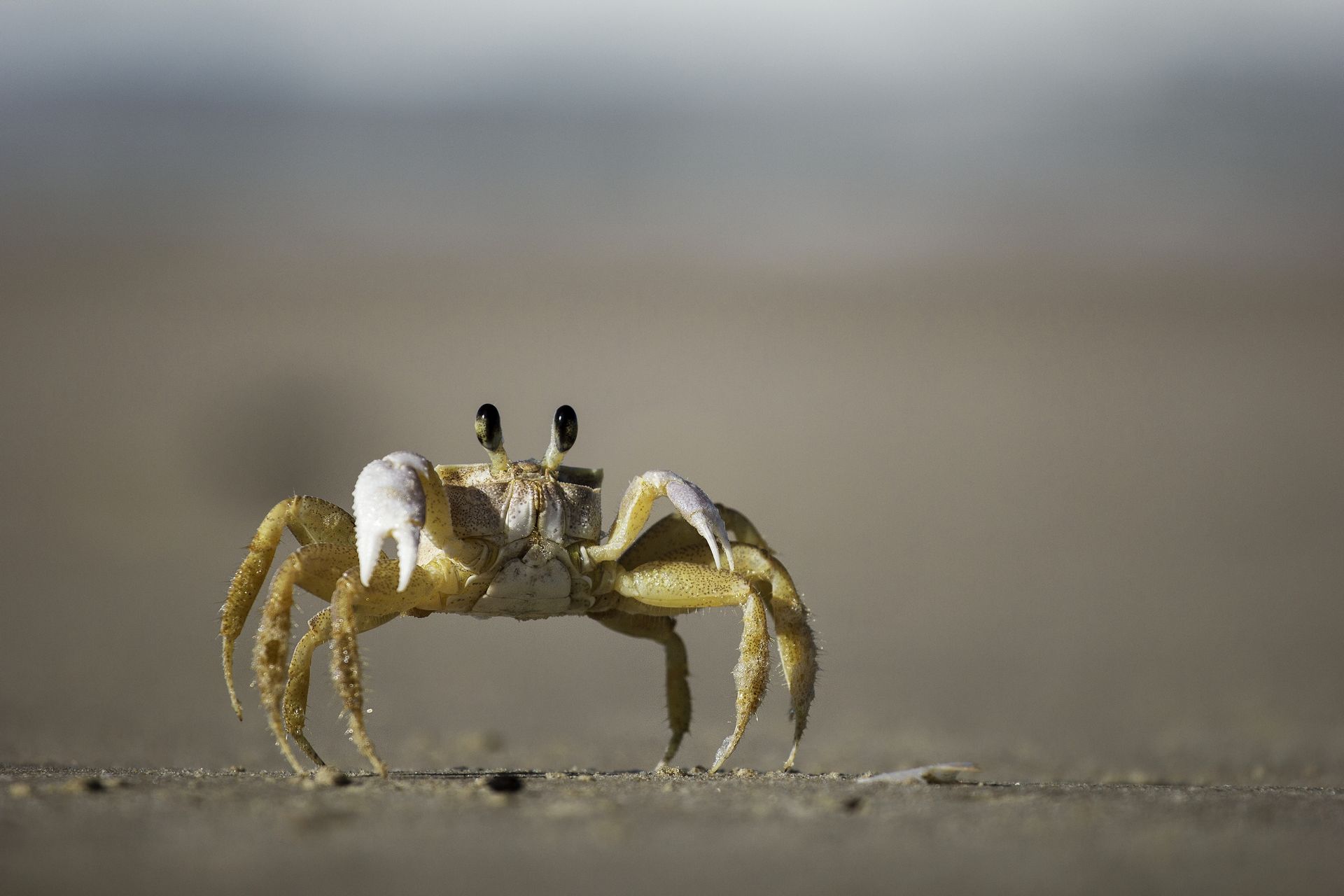Krab | 1920x1280. Wallpaper, Pozad, Tapeta na plochu.