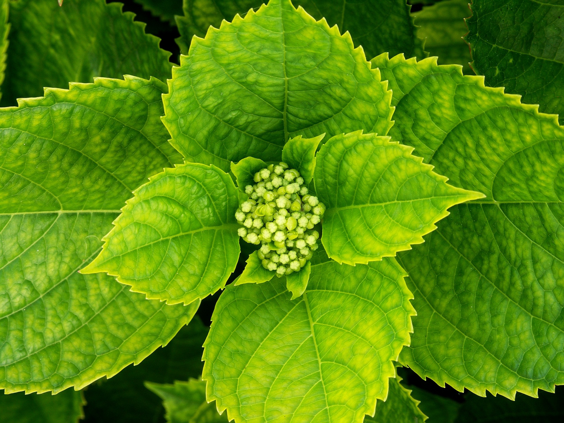Hortensie 1920x1440. Wallpaper, pozad, tapeta na plochu PC