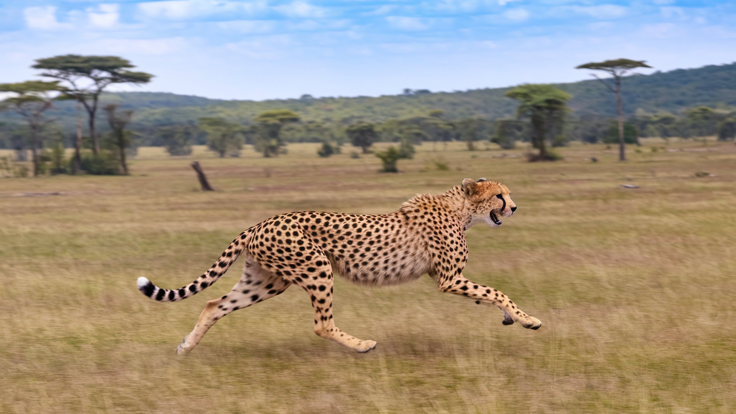 Gepard | 2560x1440. Wallpaper, Pozad, Tapeta na plochu.