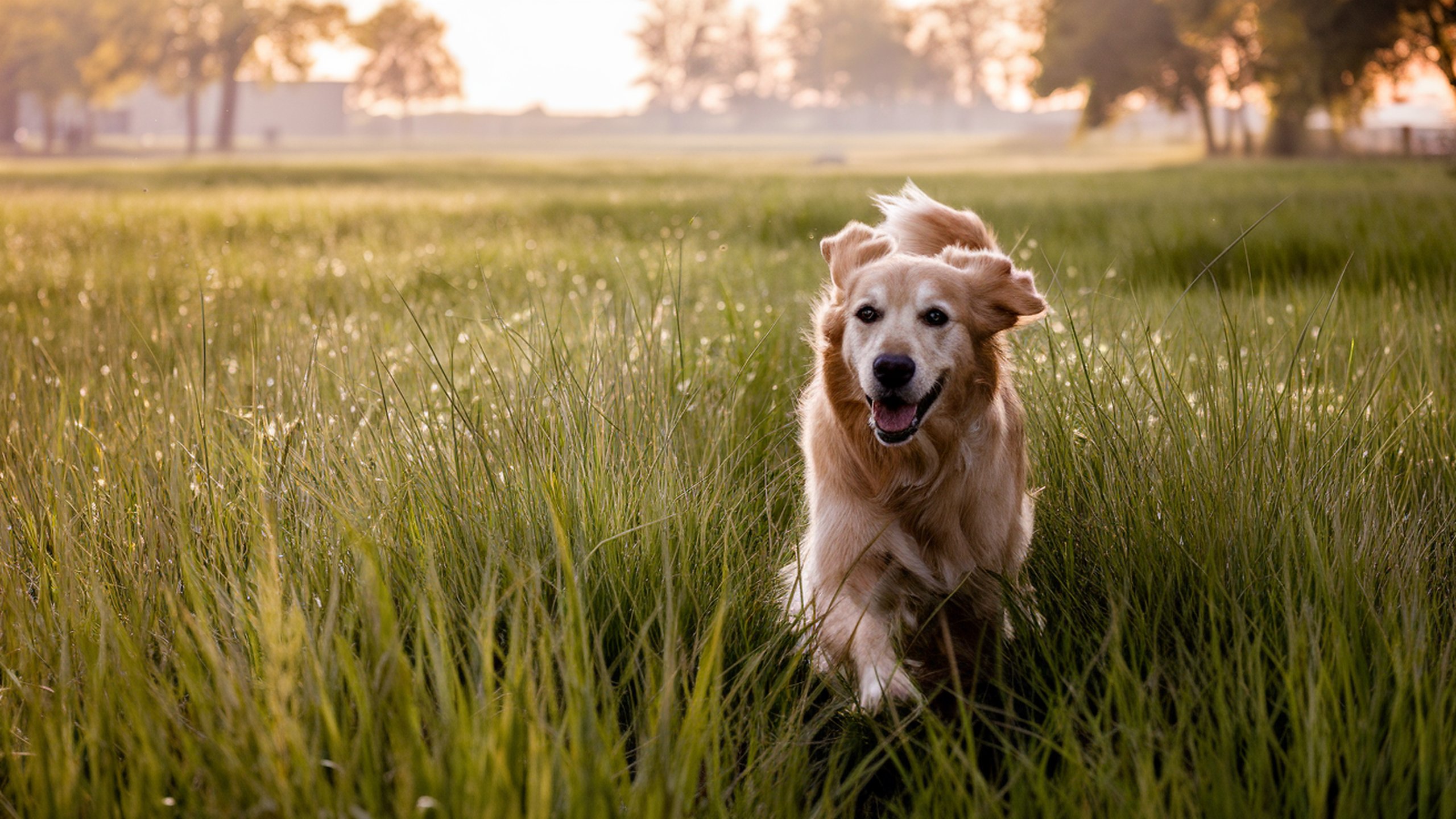 Tapeta na plochu Golden Retriever, 2560x1440. Obrzek, wallpaper, pozad zdarma