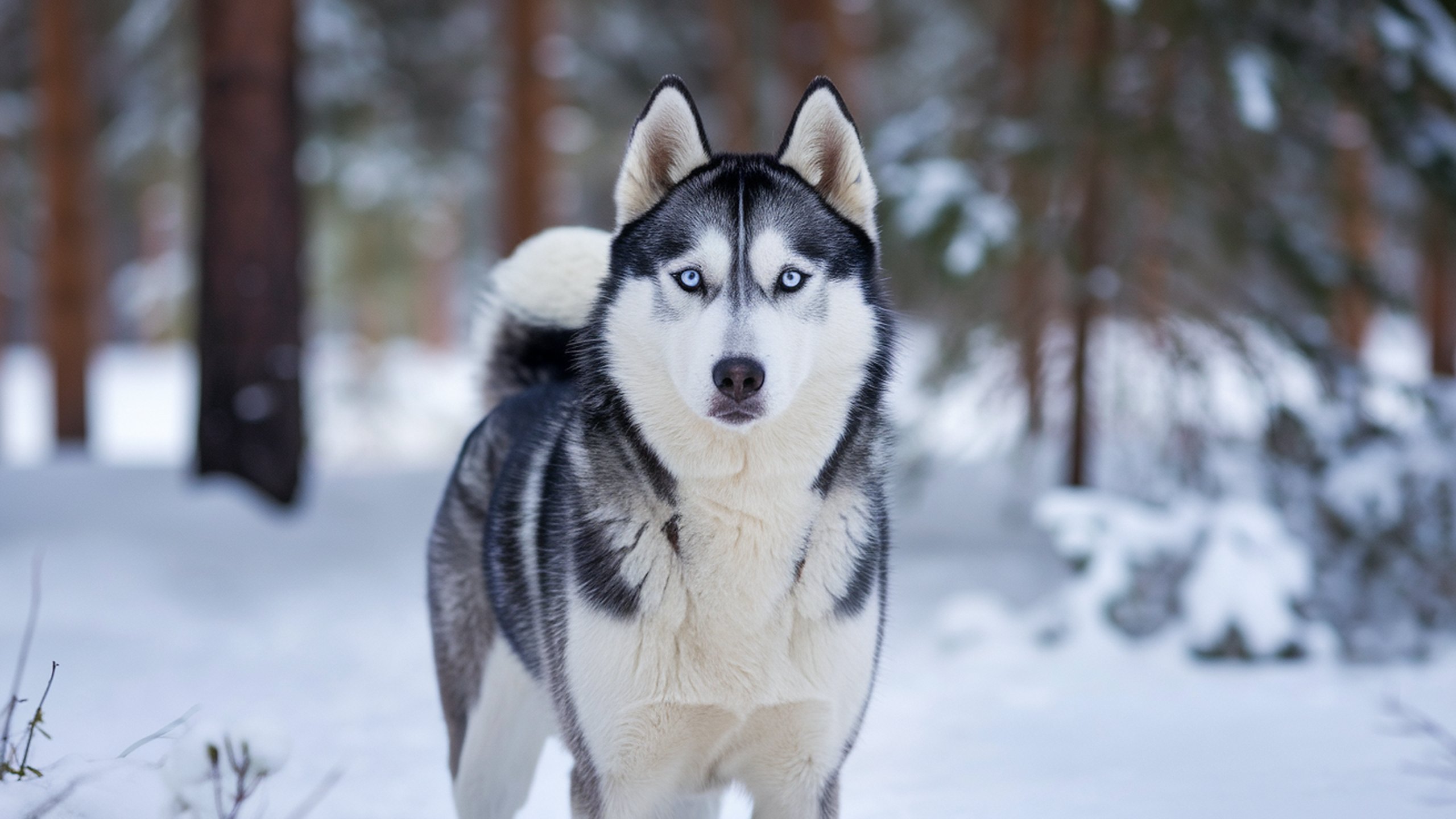 Tapeta na plochu Sibisk husky, 2560x1440. Obrzek, wallpaper, pozad zdarma