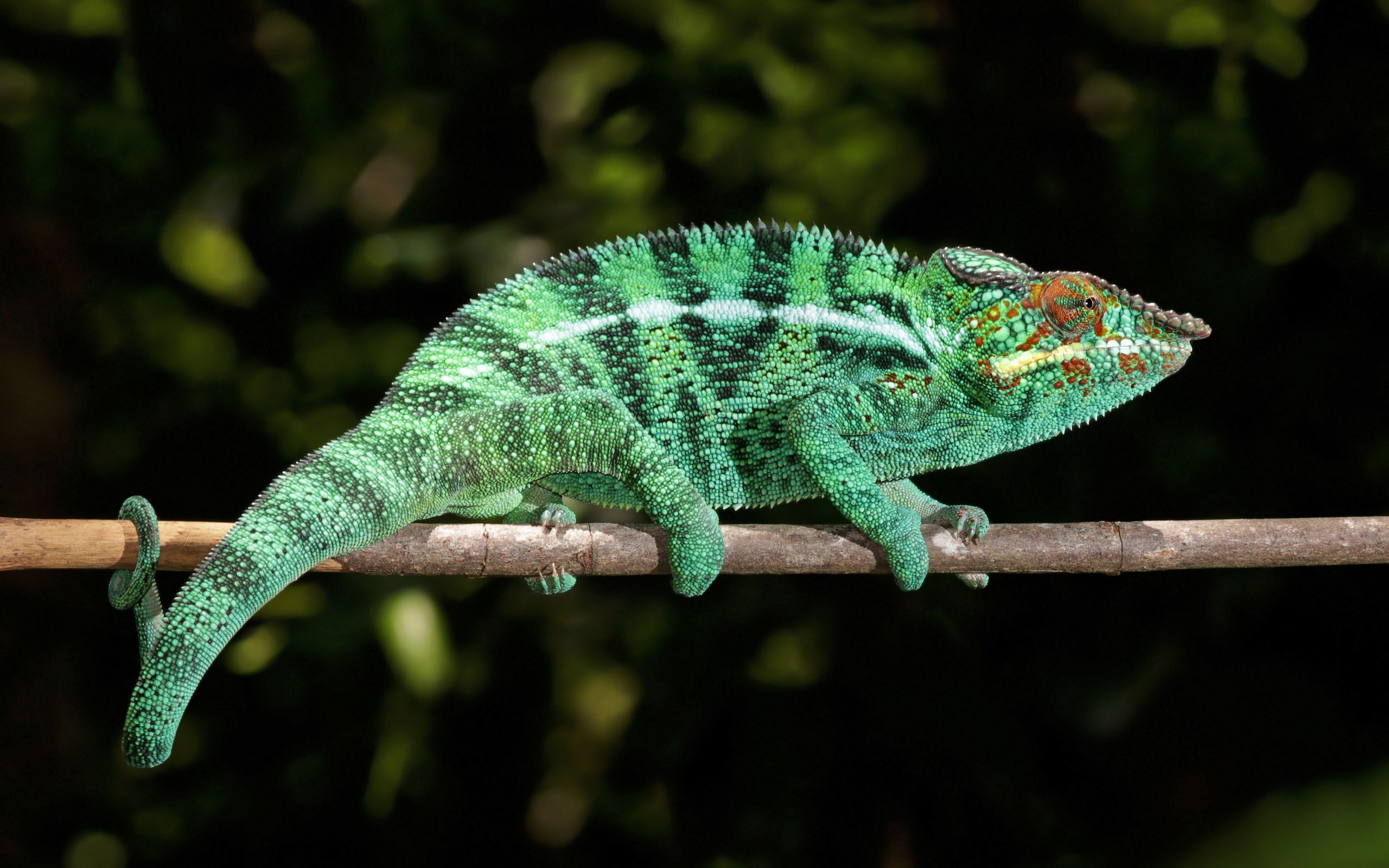 Chameleon | 2560x1600. Wallpaper, Pozad, Tapeta na plochu.