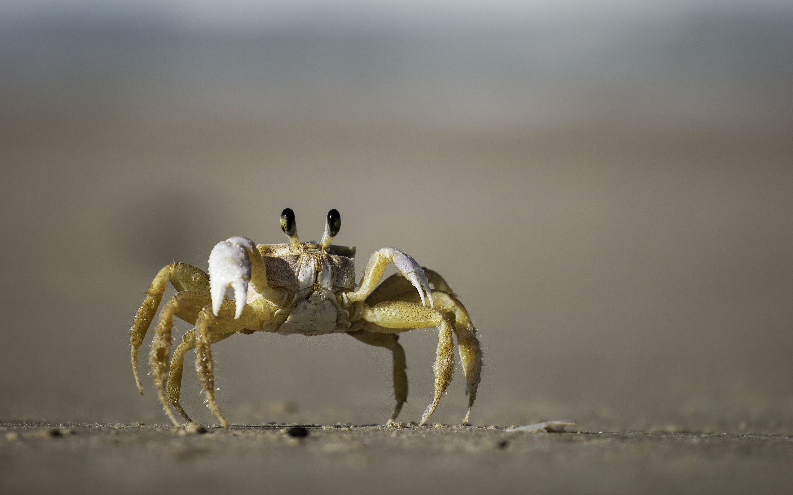 Krab | 2560x1600. Tapeta, pozad na plochu Windows