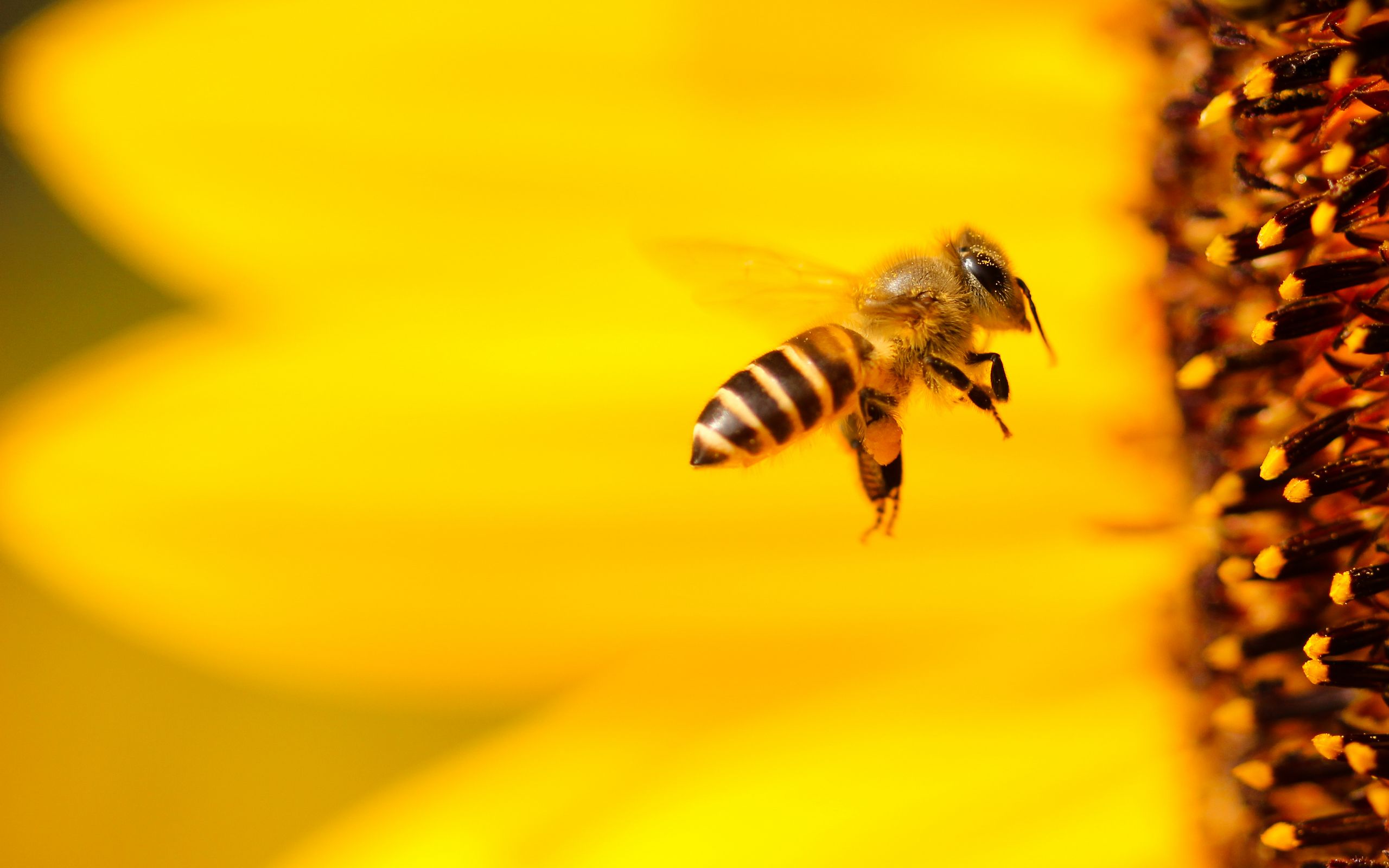 Wallpaper, tapeta Velka 2560x1600px. Obrzek, pozad na plochu PC