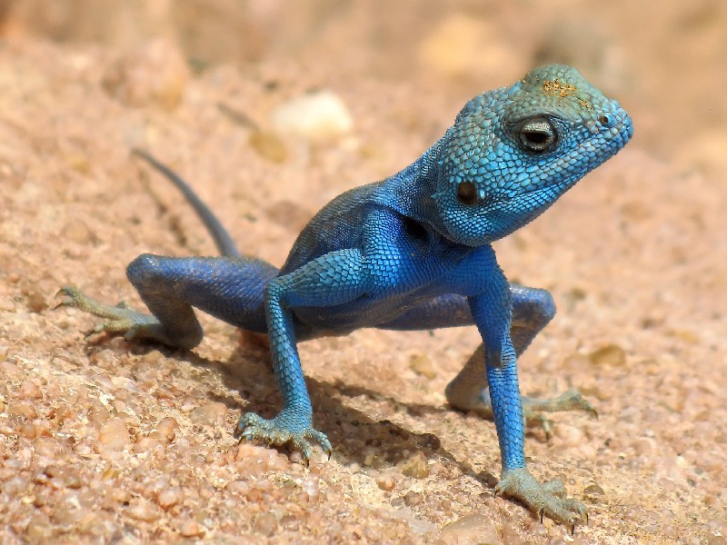Tapeta, obrzek Agama - 800x600 px. Wallpaper na plochu PC zdarma
