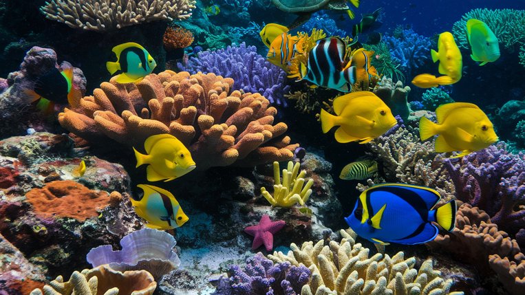 Obrázek, tapeta, pozadí Oceán, wallpaper na plochu PC, počítače, tabletu - Corals zdarma ke stažení Obrázek, tapeta, pozadí Oceán, wallpaper na plochu PC, počítače, tabletu - Corals zdarma ke stažení