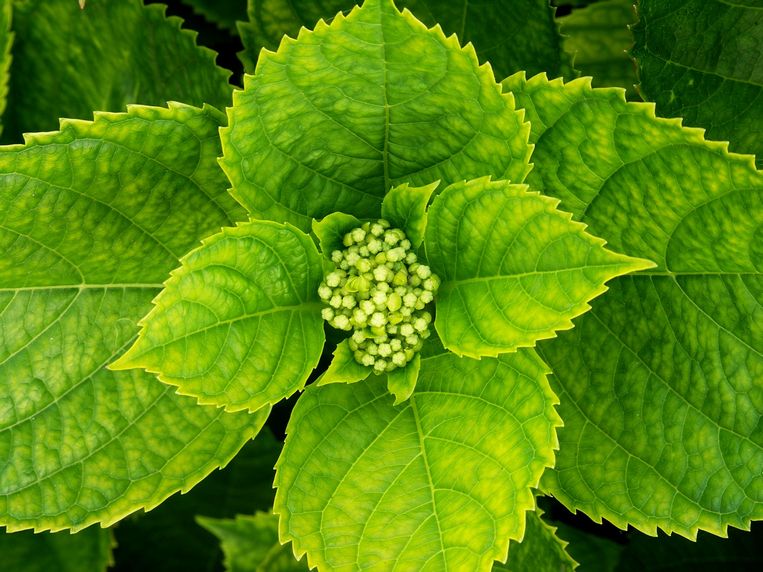 Obrázek, tapeta, pozadí Flóra, wallpaper na plochu PC, počítače, tabletu - Hortensie zdarma ke stažení Obrázek, tapeta, pozadí Flóra, wallpaper na plochu PC, počítače, tabletu - Hortensie zdarma ke stažení