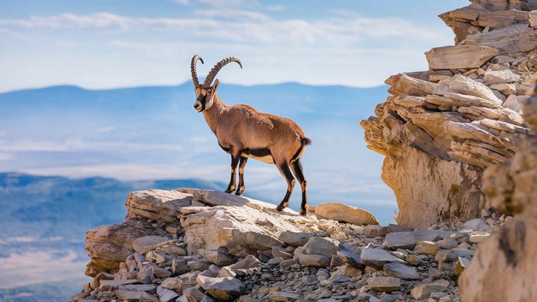 Obrázek, tapeta, pozadí Zvířata, wallpaper na plochu PC, počítače, tabletu - Ibex zdarma ke stažení Obrázek, tapeta, pozadí Zvířata, wallpaper na plochu PC, počítače, tabletu - Ibex zdarma ke stažení