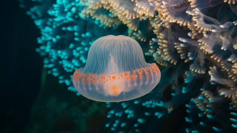Obrázek, tapeta, pozadí Zvířata, wallpaper na plochu PC, počítače, tabletu - Jellyfish zdarma ke stažení Obrázek, tapeta, pozadí Zvířata, wallpaper na plochu PC, počítače, tabletu - Jellyfish zdarma ke stažení