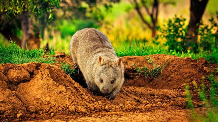 Obrázek, tapeta, pozadí Zvířata, wallpaper na plochu PC, počítače, tabletu - Wombat zdarma ke stažení Obrázek, tapeta, pozadí Zvířata, wallpaper na plochu PC, počítače, tabletu - Wombat zdarma ke stažení